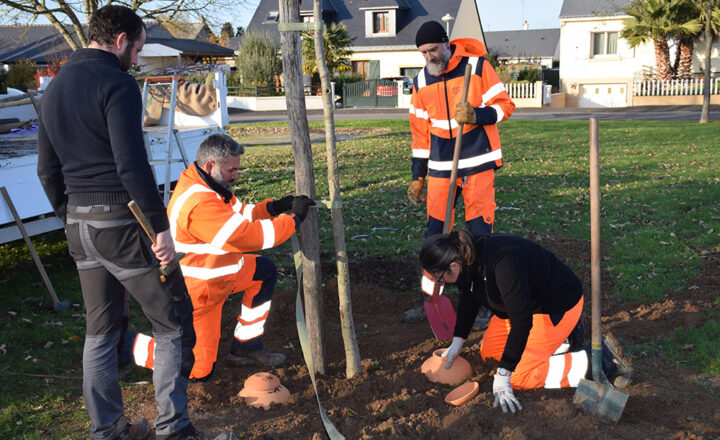 Des agents des services municipaux qui plantent des arbres et installe une oya au pied