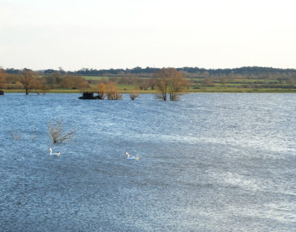 cygne sur le marais de Grée