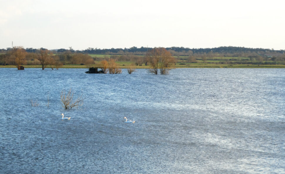 cygne sur le marais de Grée