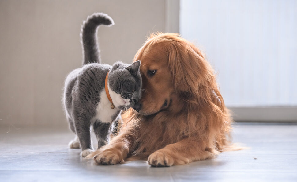 Un chat et un chien